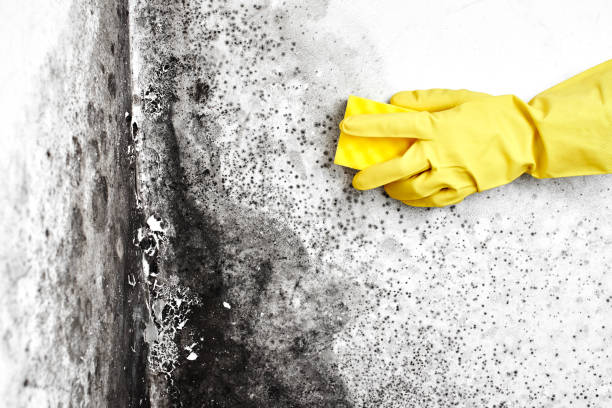 Best Fast Mold Removal  in Magna, UT