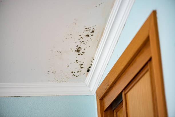 Best Affordable Mold Removal  in Magna, UT