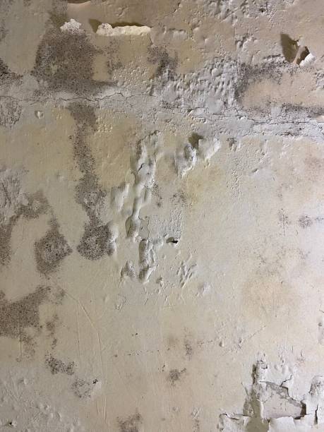 Professional Mold Removal in Magna, UT