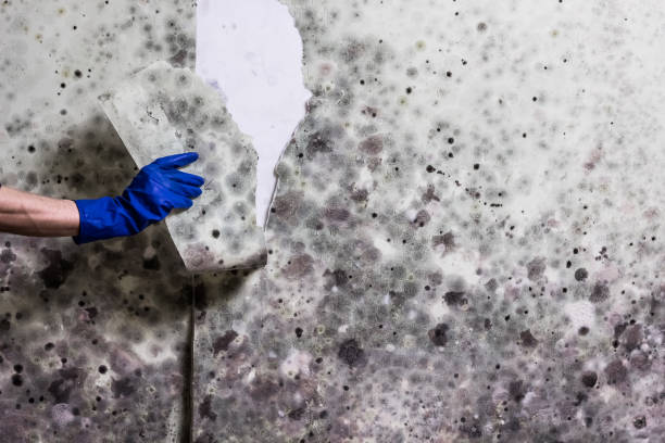 Best Mold Testing  in Magna, UT