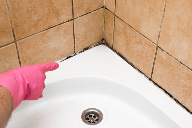 Best Mold Damage Repair  in Magna, UT