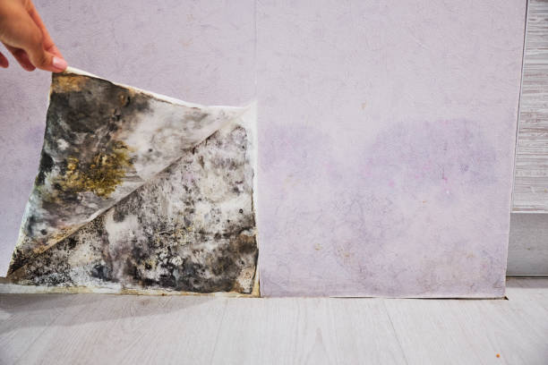 Best Certified Mold Removal  in Magna, UT